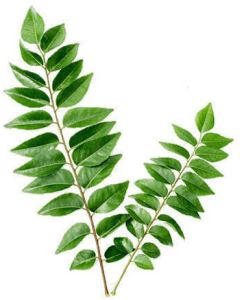 Fresh Curry Leaves
