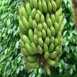 Fresh Green Raw Banana
