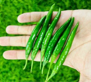 G4 Green Chilli