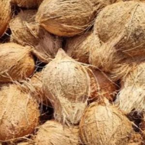 Semi Husked Coconut