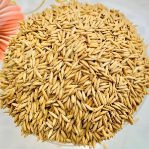 8433 Paddy Seed