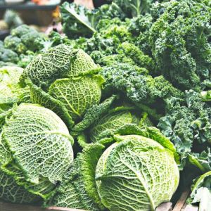 A Grade Fresh Green Cabbage