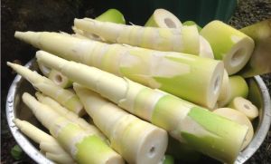 A Grade Bamboo Shoot