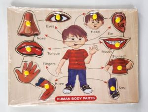 Knob Human Body with Pin Wooden Educational Toy