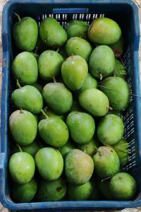 A Grade Natural Alphonso Mango