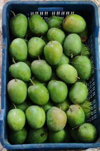 A Grade Natural Alphonso Mango