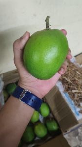A Grade Natural Alphonso Mango