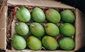 A Grade Natural Alphonso Mango