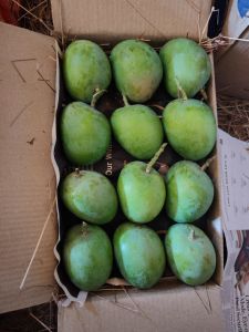 Green Alphonso Mangoes