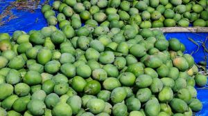 Green Alphonso Mangoes