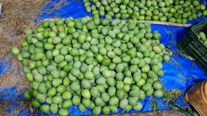 Green Alphonso Mangoes