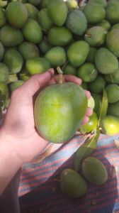Green Alphonso Mangoes