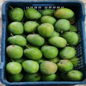 Green Alphonso Mangoes