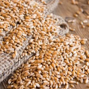 Natural Wheat Seed