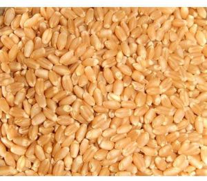 Organic Wheat Seed
