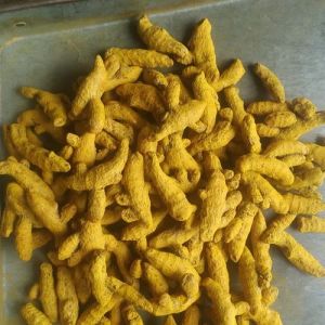 Salem Turmeric Finger