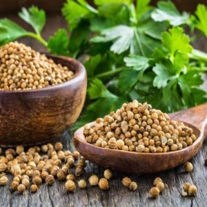 A Grade Coriander Seed