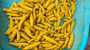 Nizamabad Turmeric Finger