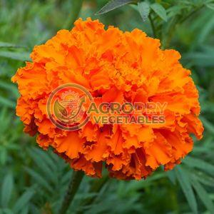 Marigold Flowers