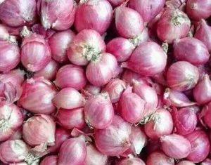 Fresh Nashik Onion