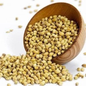 Natural Whole Coriander Seeds