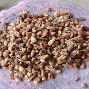 Dried Mahua Seeds