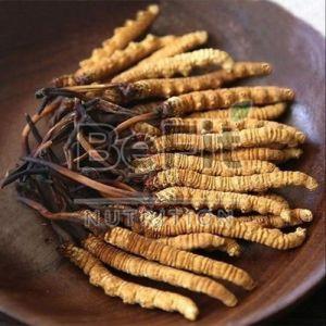 Cordyceps Sinensis Mushroom