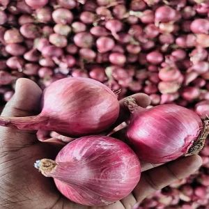 Nashik Fresh Pink Onion