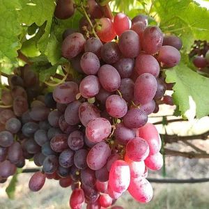 Nashik Fresh Red Seedless Grapes