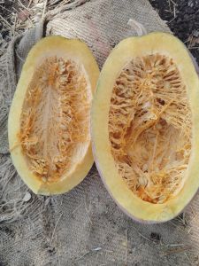 A Grade Fresh Pumpkin