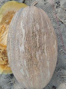 A Grade Fresh Pumpkin