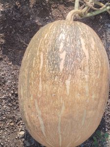 A Grade Fresh Pumpkin