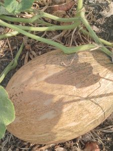 A Grade Fresh Pumpkin