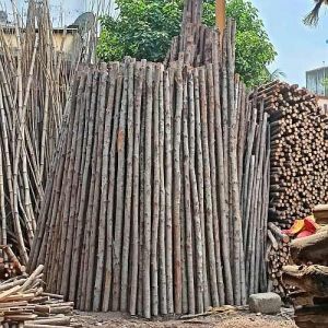 10 Feet Casuarina Pole