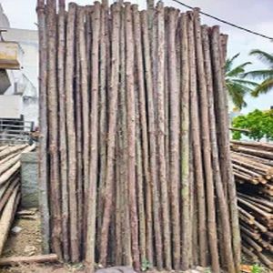 12 Feet Casuarina Pole