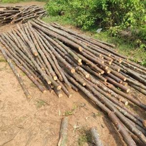 24 Feet Casuarina Pole