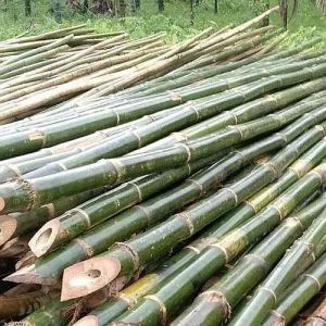 Bamboo Pole
