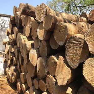 Silver Oak Wood Logs
