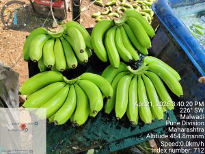 G9 Cavendish Banana
