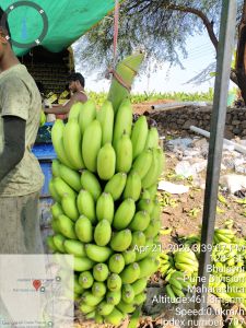G9 Cavendish Banana