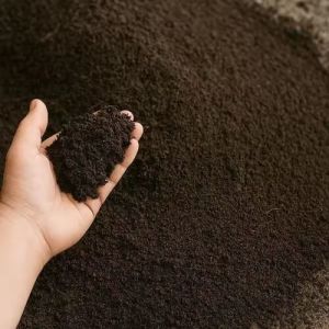 Pure Cow Dung Manure Powder