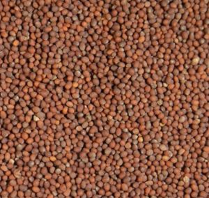 Brown Mustard Seeds