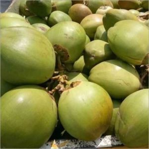 Fresh Tender Coconut