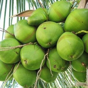 Green Coconut