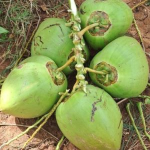 Green Tender Coconut