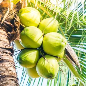 Tender Coconut