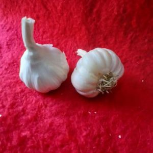 Fresh Garlic
