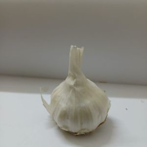 Fresh Garlic