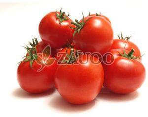 A Grade Fresh Tomato