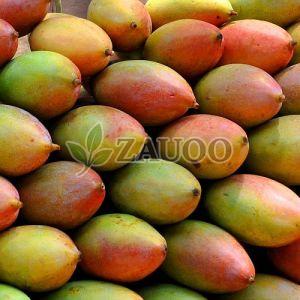 A Grade Fresh Totapuri Mango